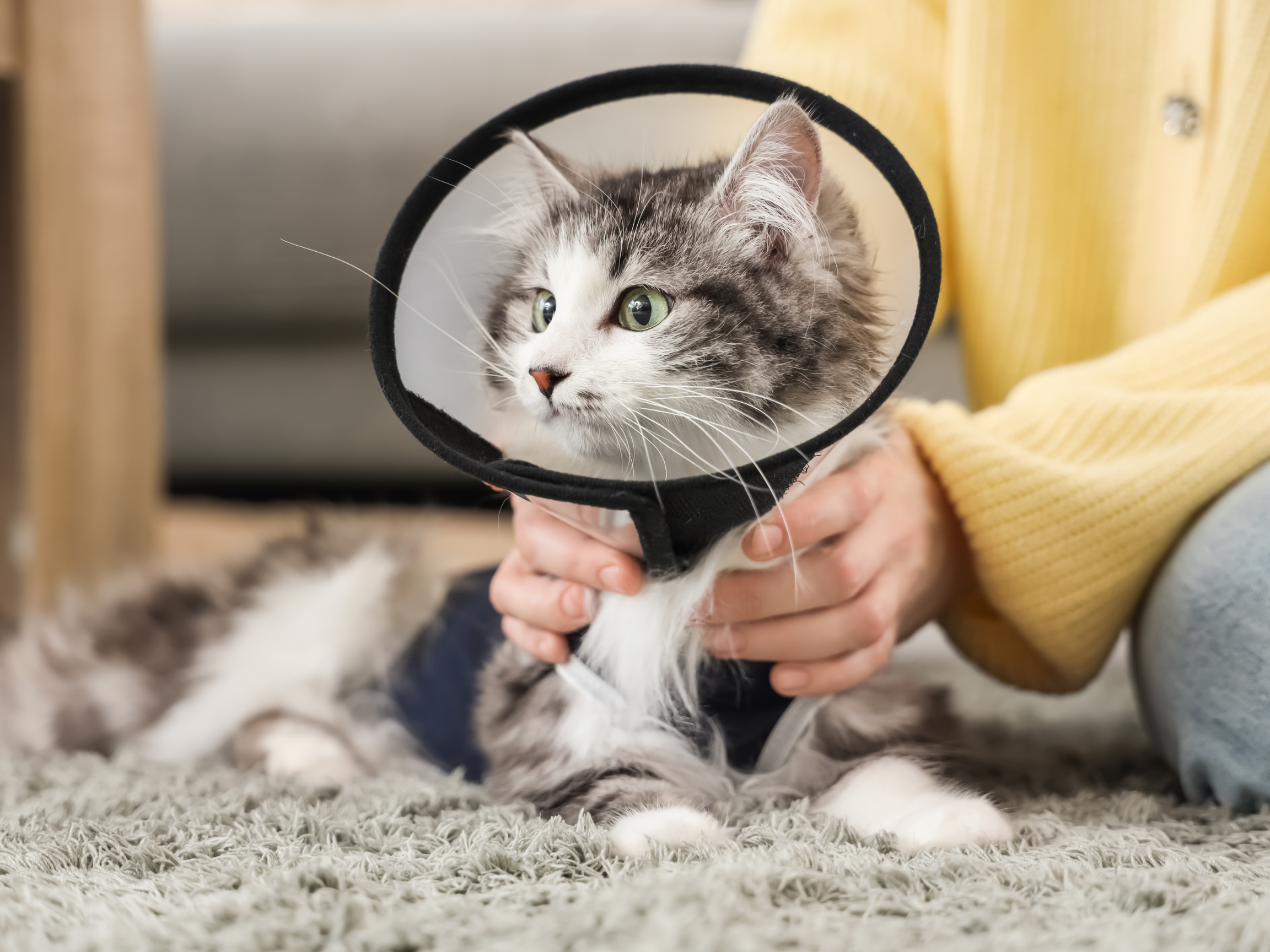 “Spayship” Touching Down!