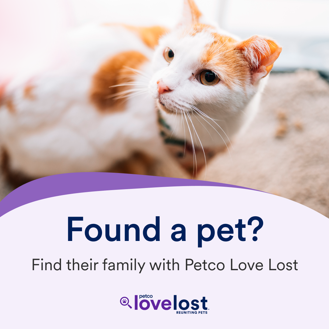 social-media-found-square-english-14 Found a pet
