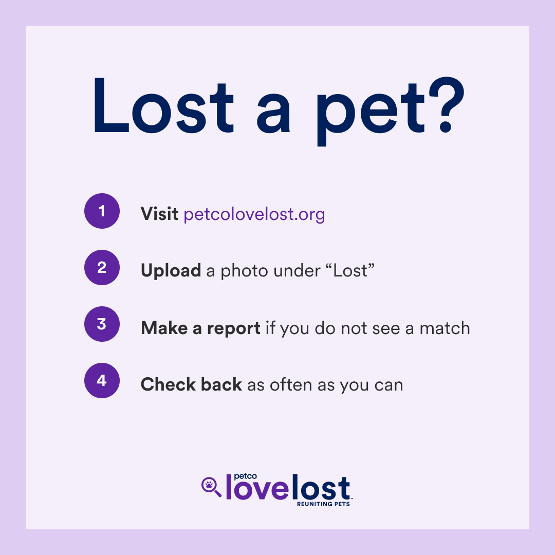 social-media-lost-square-english-11 Lost a pet